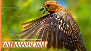 A Journey Through the Magical Wildlife of Chile  Full Documentary [upl. by Maite]