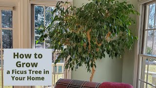 How to Care for a Ficus Tree in Your Home [upl. by Wernda14]