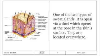 Introduction to Human Anatomy and Physiology  4 Skin and Body Membranes  Flashcards [upl. by Cyrilla402]