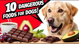 10 Dangerous Foods for Dogs [upl. by Daisie]