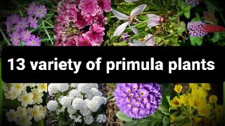 13 different variety of primroses  primula plants gardening plant [upl. by Reade]