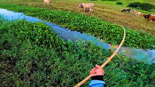 NUNCA IMAGINEI QUE ESSE CÓRREGO TINHA UMA GIGANTE 48Hrs de Pescaria Caipira de Traíra [upl. by Bethesde]