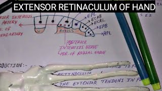 EXTENSOR RETINACULUM OF HAND WITH MNEMONIC  by charsi [upl. by Lynett817]