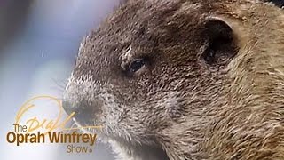 Oprah Meets quotOfficial Groundhogquot Punxsutawney Phil  The Oprah Winfrey Show  Oprah Winfrey Network [upl. by Steiner]