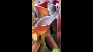 Is this beautiful or bizarre An oddly satisfying plant to catch in the suns light plant [upl. by Otreblig517]