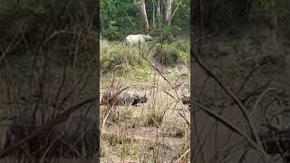 Rhinos Fighting in pond in chitwan national park [upl. by Roselba304]