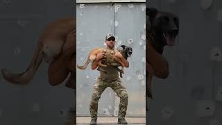 k9 dog trending dogsoftiktok malinois tacticalshooter [upl. by Hedveh]