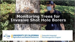 Monitoring and Sampling Trees for Invasive Shothole Borers [upl. by Brindell]