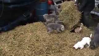 Ratting with the Bedlington Terriers [upl. by Shanley]