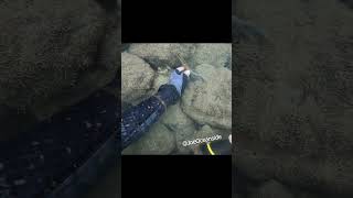 I found a possible mrder wepon while scuba diving urban Miami treasurehunt rivertreasure [upl. by Verneuil]