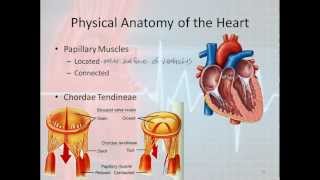 Basic Electrophysiology part 1  Mechanical Anatomy of the Heart part 1 [upl. by Zischke299]