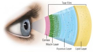 MEIBOMIAN GLAND 1928 [upl. by Abehsile]