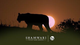 A Day on Shamwari Private Game Reserve  A Wildlife Documentary [upl. by Ulah]