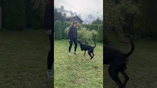 👌Warm up👌 dobermann dogtraining malinois hundesport hund ipo rottweiler germanshepherd [upl. by Akili]