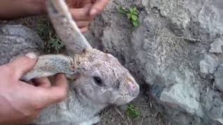 Кролики после миксоматоза начало осениRabbits after myxomatosis the beginning of autumn [upl. by Yrollam]