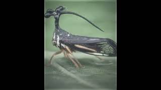 MAHORAGA  Brazilian TreeHopper edit [upl. by Cristiano34]