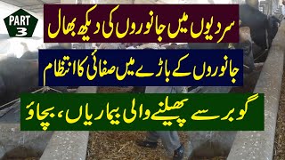 How to protect Cattle from Disease in Winter  How to Care Cattle in Winter  Kissan Pakistan [upl. by Adorne]