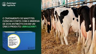 Ubrolexin®  Tratamento de Mastite Clínica em Vacas em Lactação [upl. by Melita336]