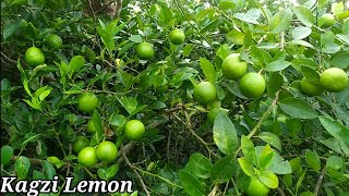 Kagzi Baramasi Lemon farming  Call8926888444 [upl. by Aihgn]