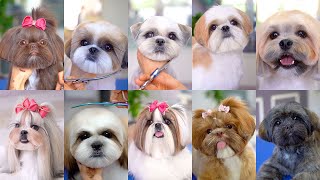 10 best grooming for shih tzu✂️❤️🐶 [upl. by Malas]