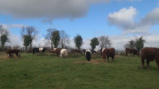 Sunshine on a rainy day Its been tough but well keep at it outwintering cattle in Ireland [upl. by Zetniuq922]