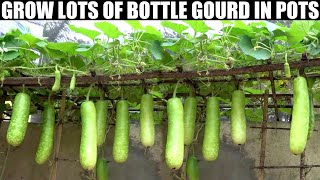 How to Grow Gourds at Home  FULL INFORMATION [upl. by Ardnaxila167]