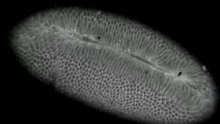 Drosophila gastrulationventral furrow formation [upl. by Tolman]