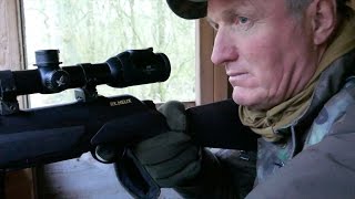 The Shooting Show – two fallow from a high seat PLUS when pigeon shooting goes wrong [upl. by Alfy]