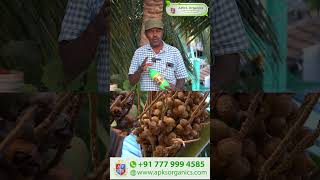 Tamil  Coconut Online Farmer MrSubramani giving feedback about our Cocomax result [upl. by Beryl]