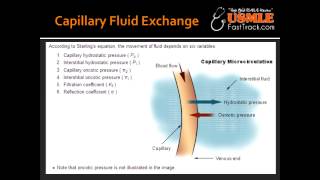 Capillary Fluid Exchange [upl. by Kotta]