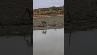 Vizsla Retrieving Pheasant in Water [upl. by Nnyl]