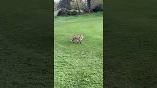 The FOXY at Broadstone Golf Club random golflife golfing [upl. by Yema174]