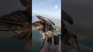 Unbelievable Vulture Lands on Paraglider Over Brazil [upl. by Atiuqahs739]