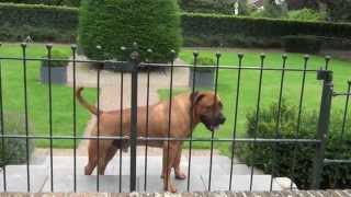 Boerboel  South African Mastiff 29 Months  Guard amp Protect [upl. by Satterlee]