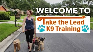 Welcome to Take the Lead K9 Training [upl. by Nede]