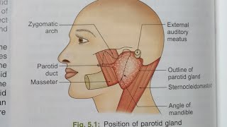 PAROTID GLAND ANATOMYNOTESBDCHAURASIAHEADNECK AND BRAIN ANATOMY [upl. by Ihteerp]