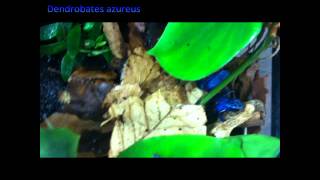 Poison Dart Frogs Dendrobates azureus [upl. by Allx678]