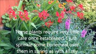 Crocosmia Lucifer In flower Dividing and caring Bulbs and corms HD [upl. by Mayhew224]