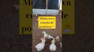 Novogen brown Novogen Tinted 🐔roça shorts galinhacaipira viralvideo [upl. by Jentoft]