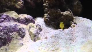 Biocube 29 HQI Nano Reef Tank  week 4  Pistol Shrimp amp Goby [upl. by Sirron3]