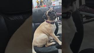 Marlow my big bad hunting dawg ready for action pug dog hunting viralvideo viralshorts [upl. by Cilegna]