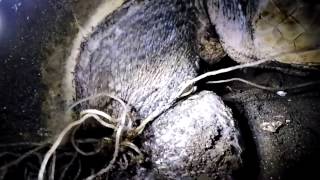 Nesting Sea Turtle Entangled in FishingLine [upl. by Rhyne]