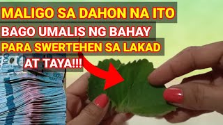 3 DAHON ng OREGANO IPahid Bago Tumaya Para Swertehen inday8buhayprobinsya [upl. by Atnohsal]