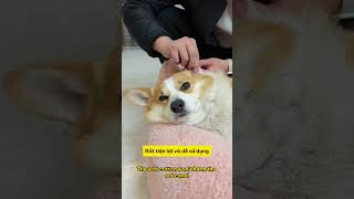 Bí quyết dễ dàng làm sạch tai cho chó cưng của bạn notapetvn fyp pet cat dog cute [upl. by Iclehc]