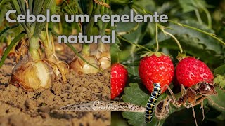 Repelente natural para bichos que comem morangos [upl. by Twedy977]