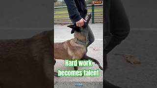 K9 puppy Training chó germanshepherd malinois doglife pets puppy [upl. by Appel]