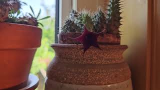 Huernia macrocarpa in bloom June 2024 [upl. by Larred528]