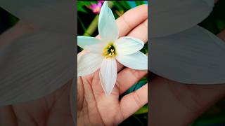 Dil doobaTrendingHasinas Home Gardenloveflowersshrots ytshortstrendingviralviralvideo [upl. by Silirama108]