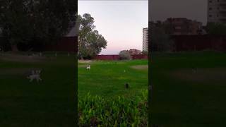 So many cats in salmiya seaside park Kuwait cuteanimal catlover lovelyecats animalworld4k yt [upl. by Etnoid]