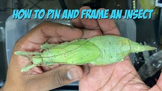 How To Pin And Frame An Insect [upl. by Ayotna723]